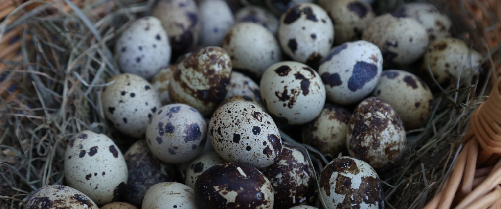Frische Wachteleier vom Wachtelhof Odenwald – regional erzeugt und sorgfältig verpackt