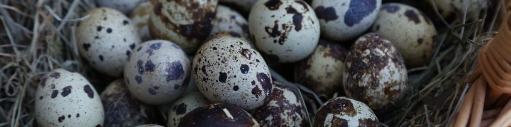 Frische Wachteleier online kaufen vom Wachtelhof Odenwald – regional