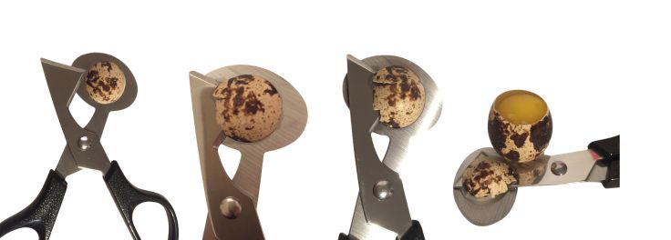 eine schritt fuer schritt anleitung zum oeffnen vom Wachtelei.