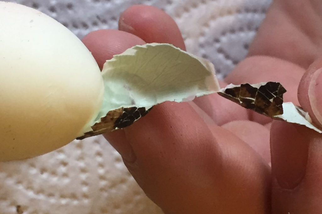 fast geschältes Wachtelei mit restlicher Schale