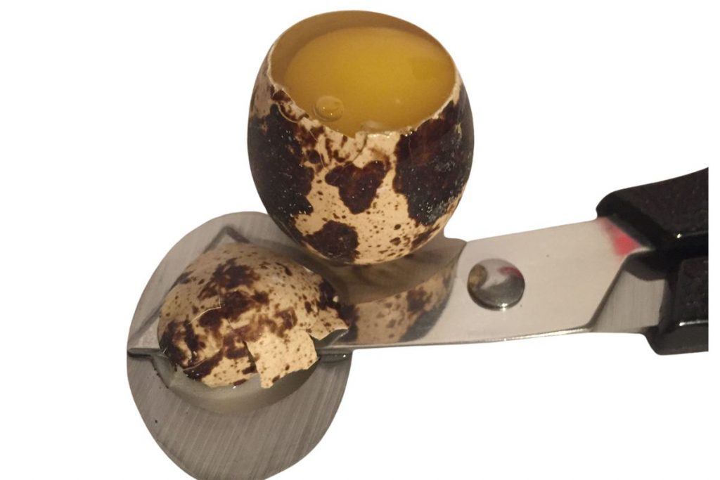 Geöffnetes Wachtelei mit intaktem Eigelb in der Schale