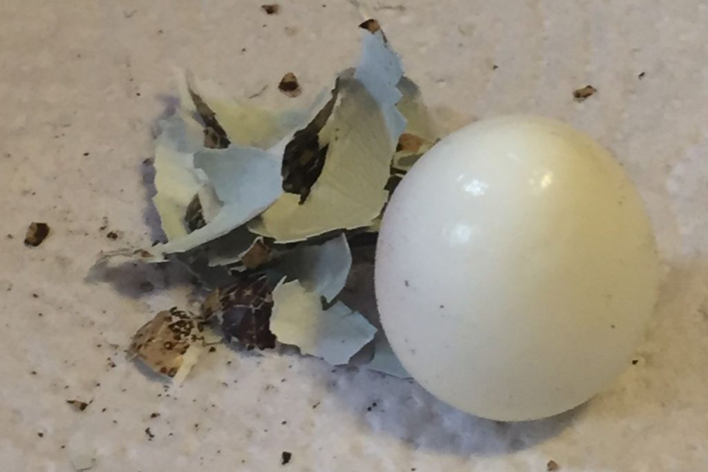 fertig geschältes Wachtelei neben der entfernten Schale