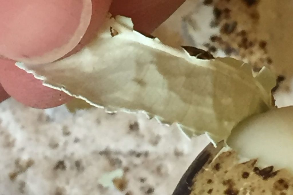 Schale und Innenhaut eines Wachteleis gemeinsam abziehen