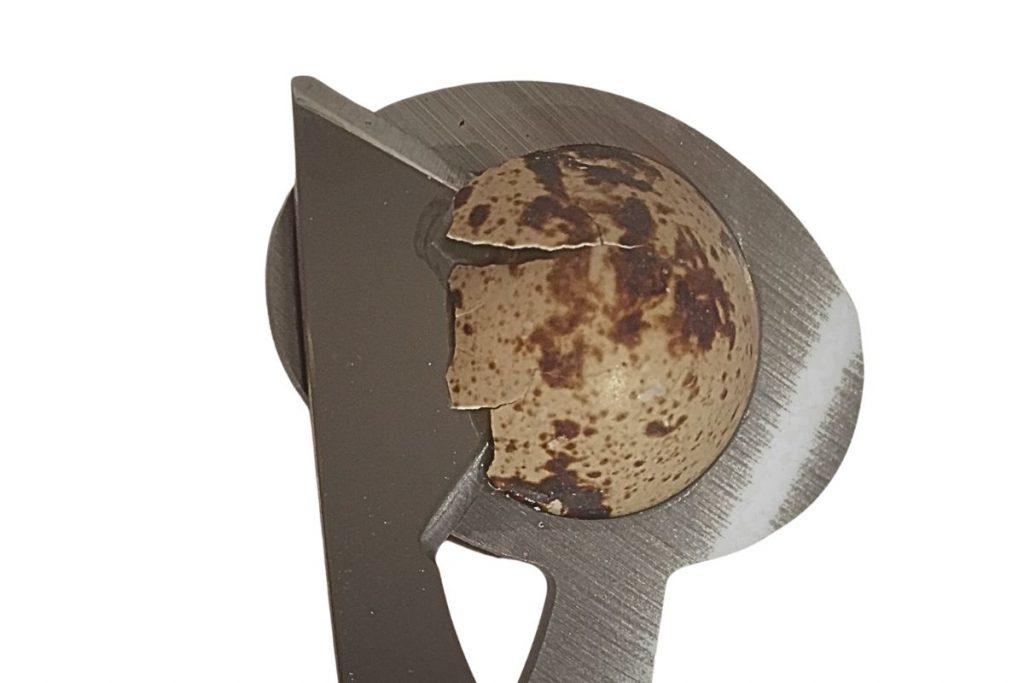 Sauber geöffnetes Wachtelei ohne Schalenreste