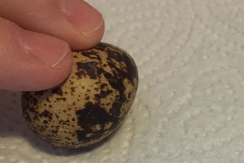 Wachtelei vor dem Schälen leicht anrollen um die Schale aufzubrechen