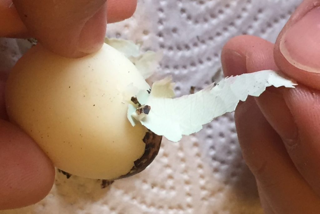 Wachtelei schälen und Schale Stück für Stück entfernen