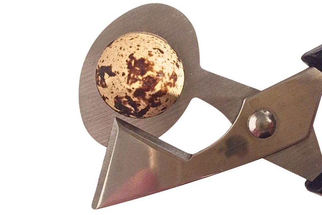 Wachtelei wird in Wachteleierschere korrekt eingelegt