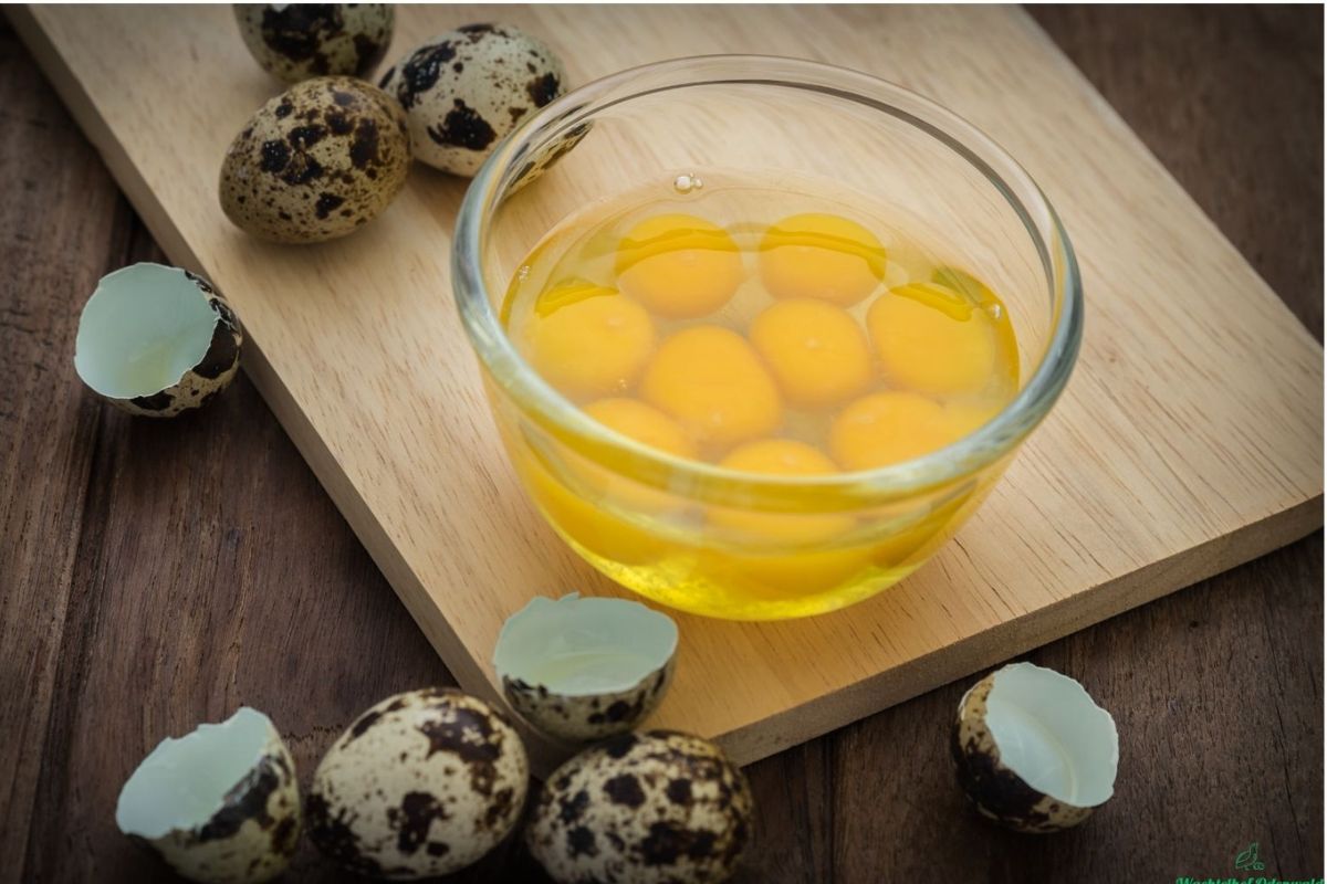 schlechte wachteleier erkennen ei in schale frische pruefen