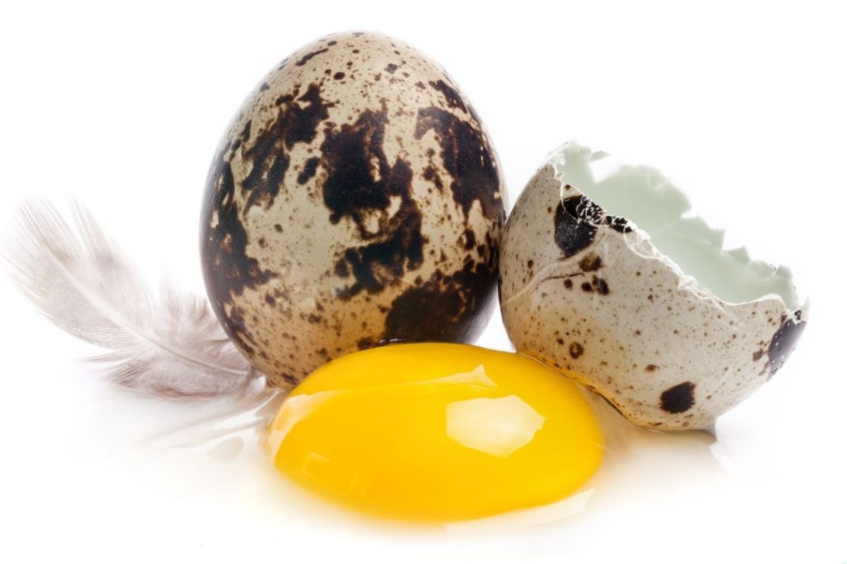 wachteleier roh essen frisches eigelb aufgeschlagen hygienisch