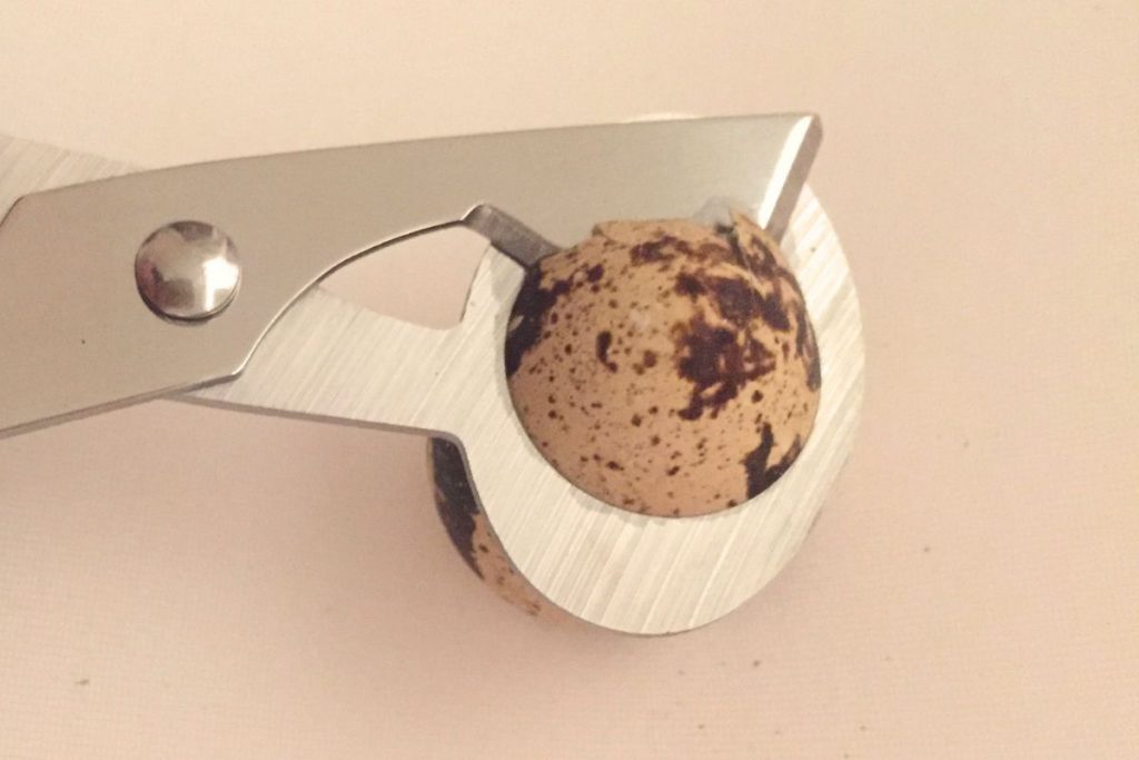 Wachteleierschere schneidet die obere Schale eines Wachteleis