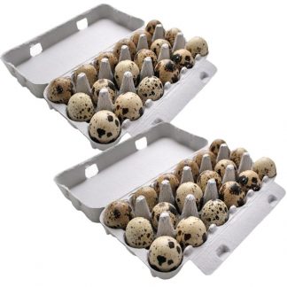 wachteleier 36 stück aus eigener haltung wachtelhof odenwald