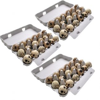 wachteleier 54 stück aus eigener haltung wachtelhof odenwald