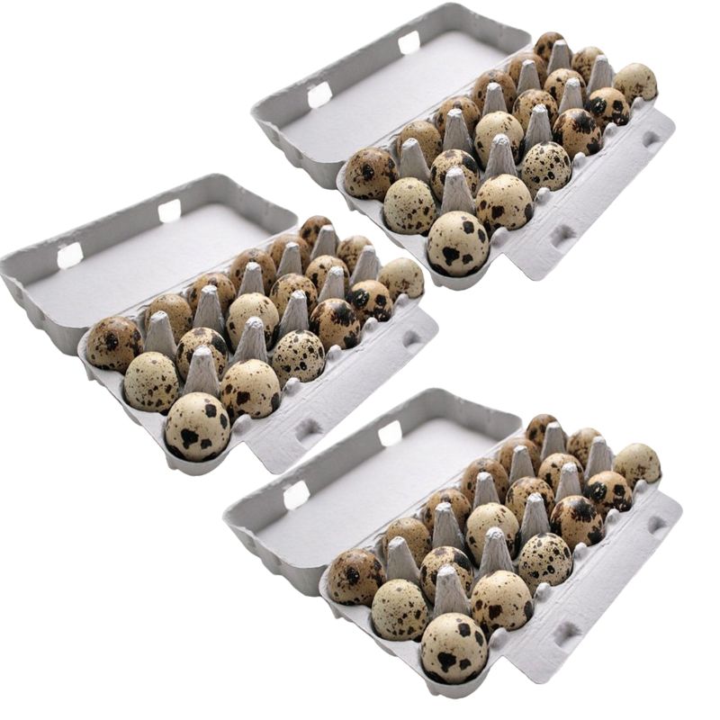 wachteleier 54 stück aus eigener haltung wachtelhof odenwald