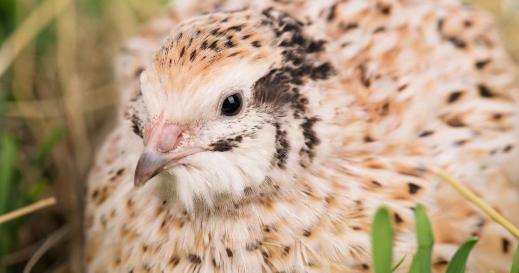 Wachtel in natürlicher Freilandhaltung mit Wachteleiern im Gras – eigene Zucht Wachtelhof Odenwald