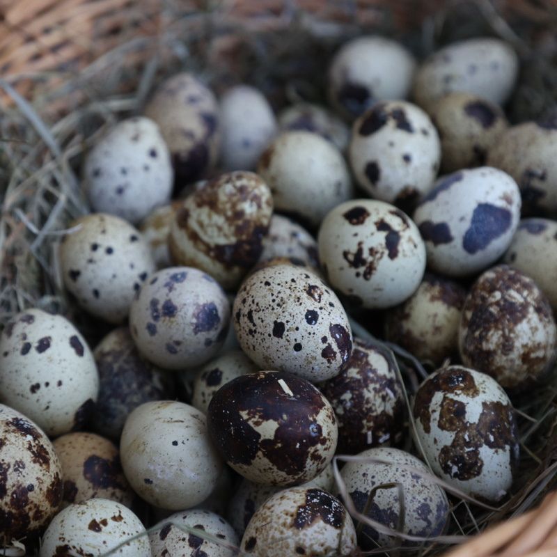 Frische Wachteleier aus eigener Haltung gesammelt