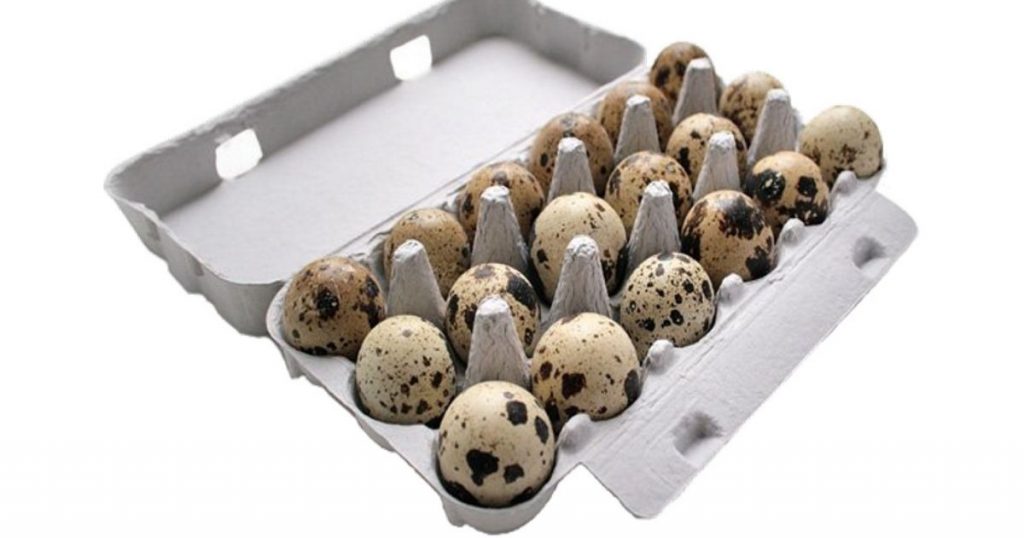 Wachteleier Lieferpaket aus eigener Zucht – regelmäßig frische Eier vom Wachtelhof Odenwald