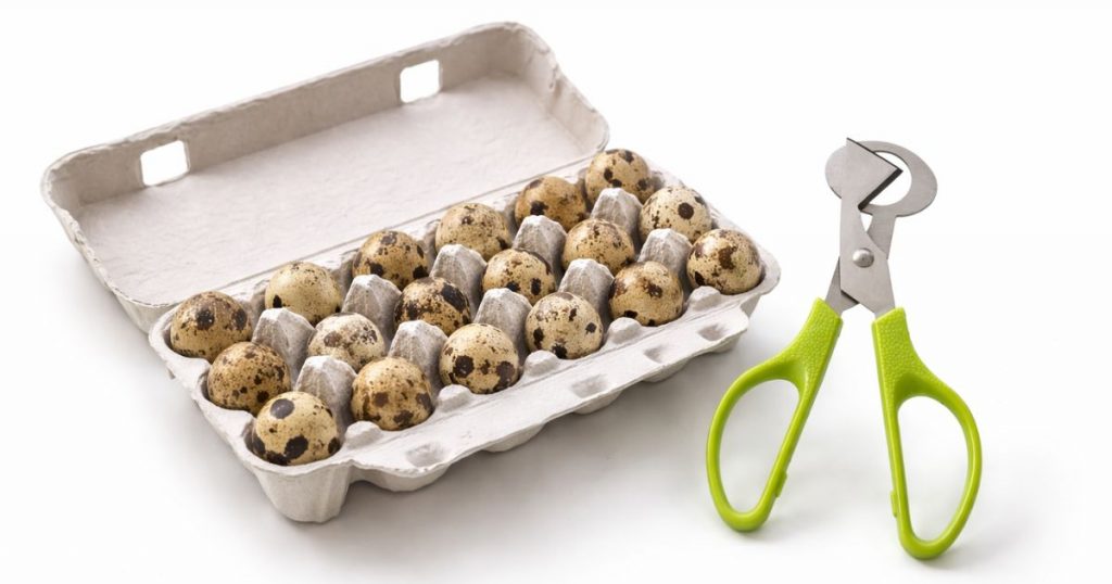 Wachteleier Set mit Schere aus eigener Zucht – Wachtelhof Odenwald