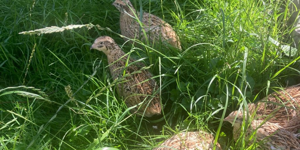 Wachtelhof Odenwald Stall Freilandhaltung Wachteleier