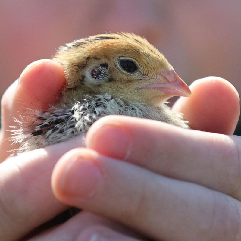 Wachtelküken Aufzucht eigene Zucht kontrollierte Haltung