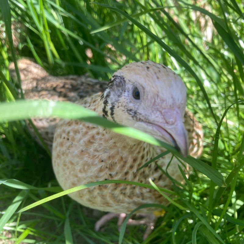 Gesunde Wachteln gepflegte Haltung